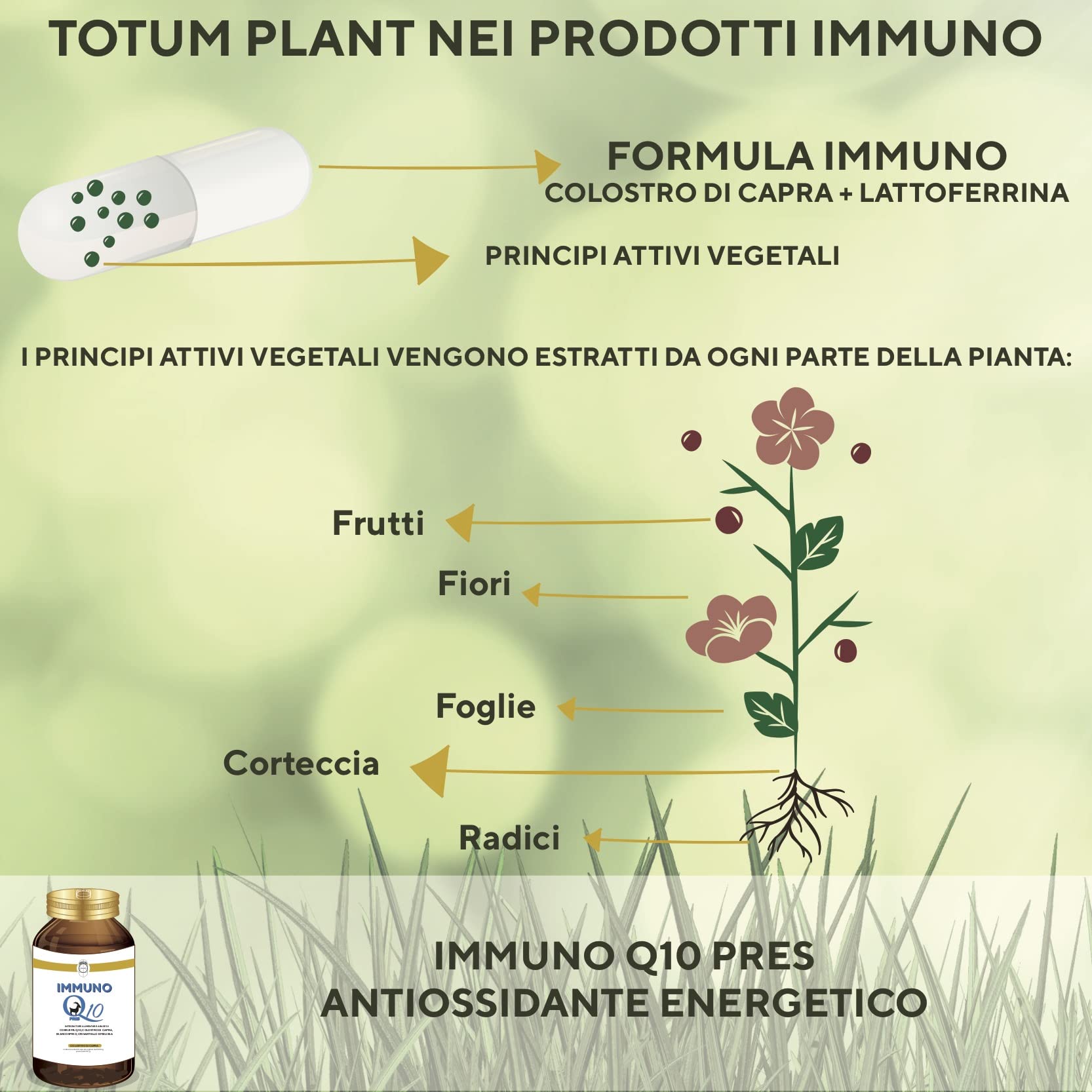 SEB - Immuno Q10 pres - Integratore alimentare di Coenzima Q10 ubidecarenone