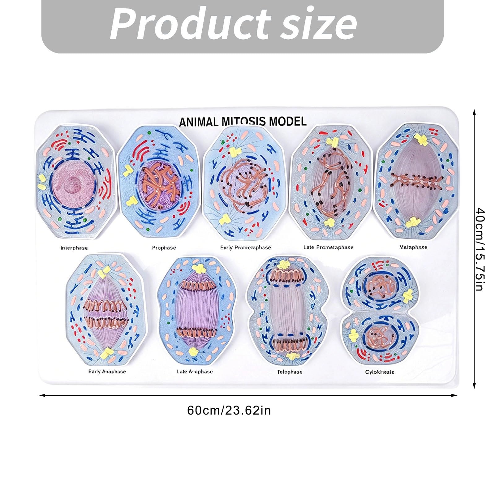 Modelo de demostración de mitosis anatómica Ayuda didáctica en de biología con fases de mitosis celulares extraíbles para períodos de laboratorio de ciencias