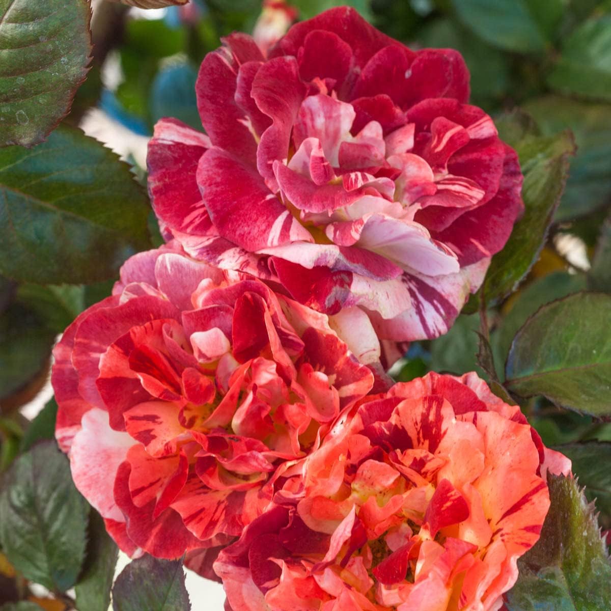 Tropical Lightning™ Climbing Rose, Dormant Bare Root Rose Plant That When Breaks Dormancy has Beautiful Orange Colored Flowers, 1-Pack