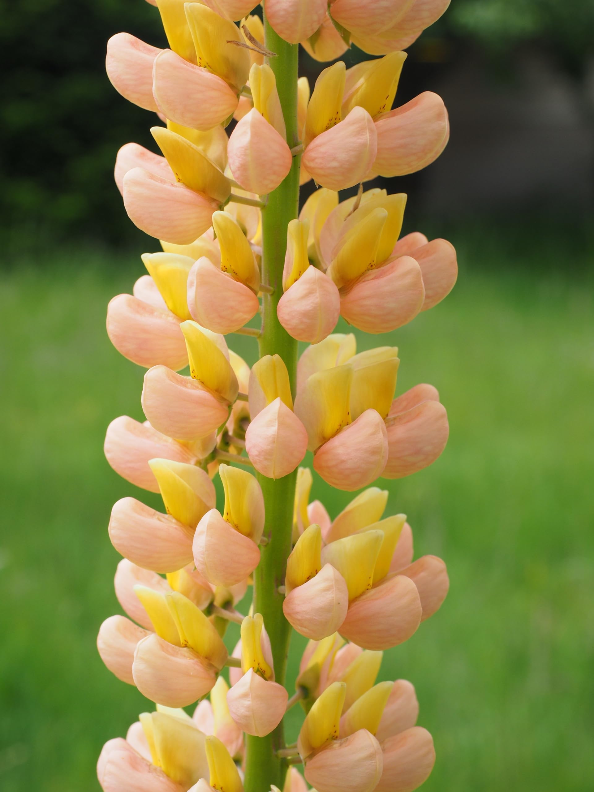 Lupine (Lupinus luteus) Samen (in gelb). Sehr guter natürlicher Gründünger! (10000 Samen = 1000,0g)