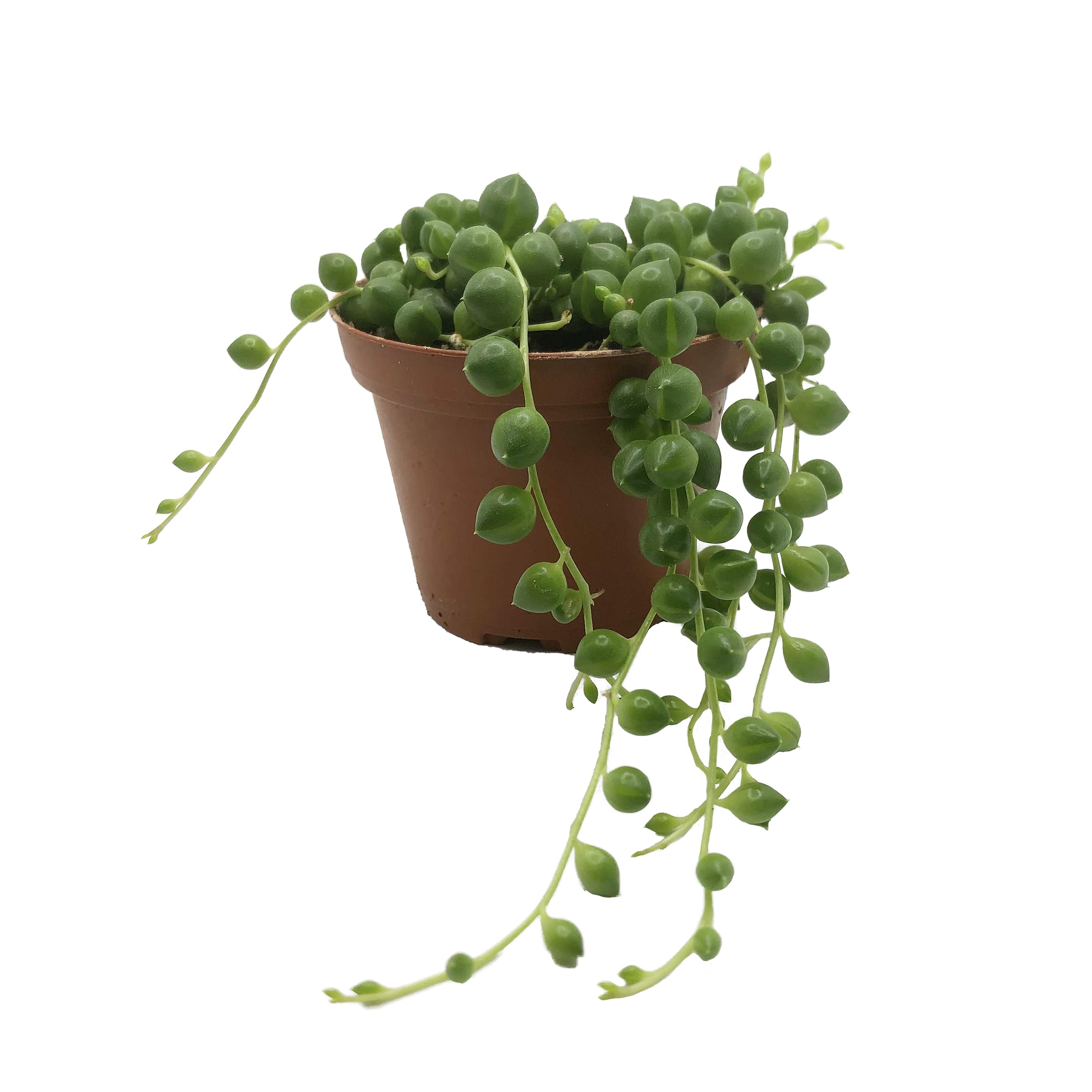 Real Live String of Pearls Plant (Senecio rowleyanus) in 8cm or 6cm Pot