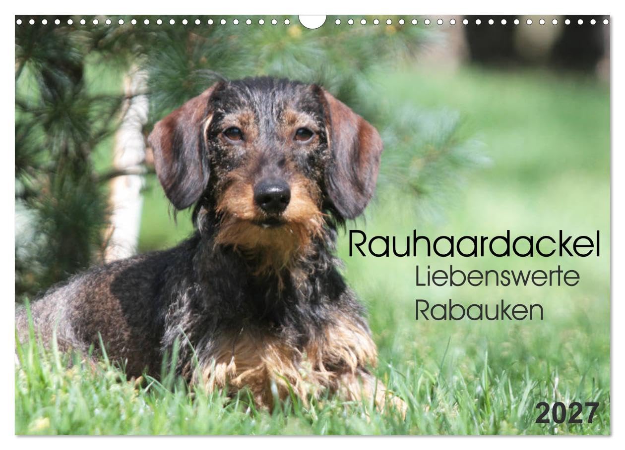 CALVENDO - Liebenswerte Rabauken - Rauhaardackel (Wandkalender 2027 DIN A3 quer), Monatskalender: Rauhaardackel sind einfach liebenswerte Rabauken