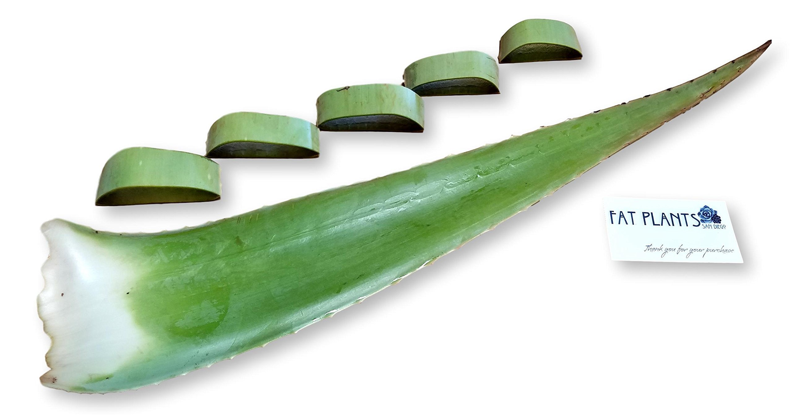 Fat Plants San Diego Aloe Leaf