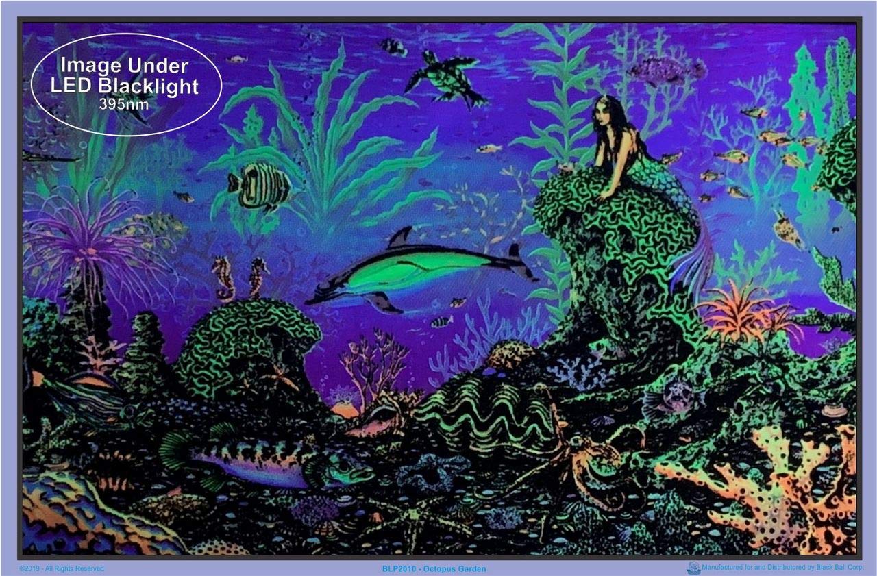 デッドオアアライブ ビッグ 布ポスター Night(みさき) Amazon.com: Octopus Garden by Michael Fishel - Laminated