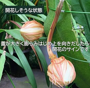 【開花株 10年物の大株】月下美人 開花株 10年物の大株】月下美人 月下美人（ゲッカビジン）