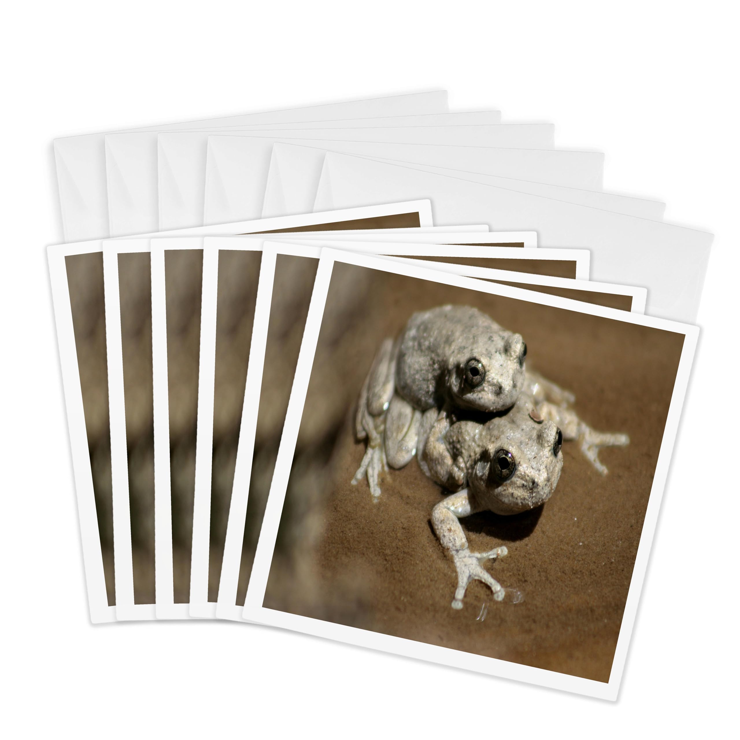 3dRose gc_4679_1 6 x 6-Inch "Frogs Family" Greeting Card (Pack of 6)