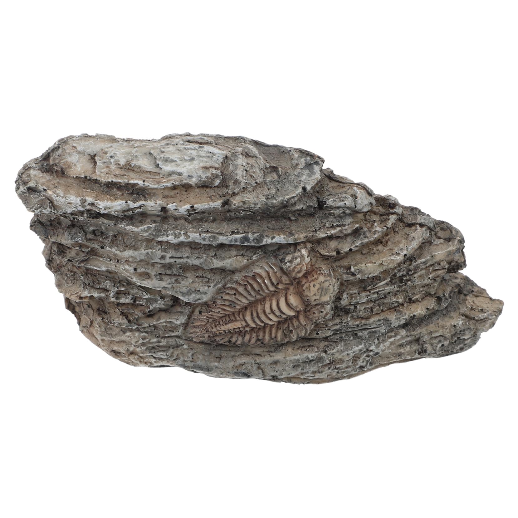 CIYODO Specimen for Decor Resin Paleontological Ornament Lightweight and Easy to Display