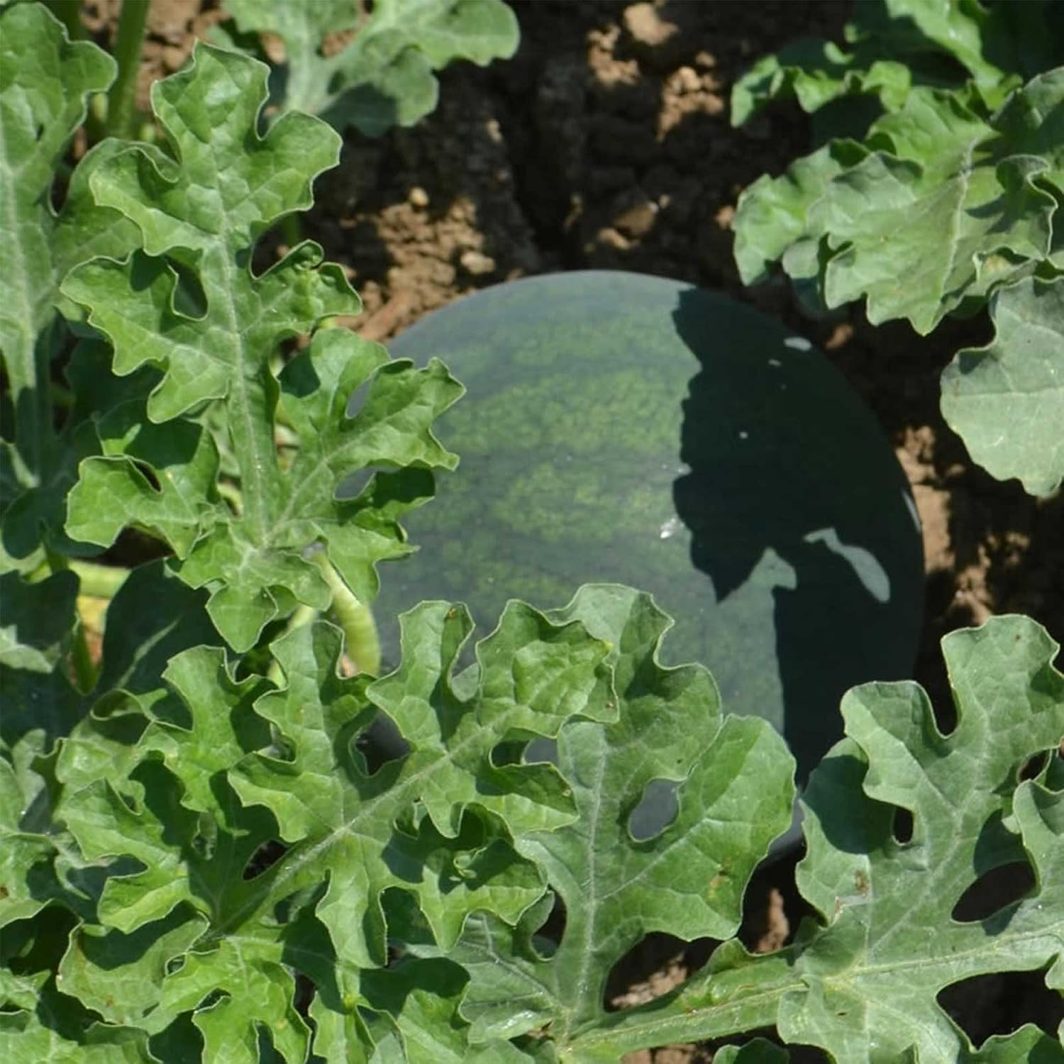 Watermelon Garden Seeds - Sugar Baby - 1 Lbs Bulk - Non-GMO, Heirloom Vegetable Gardening Fruit Melon Seeds
