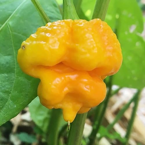 Miniatura 2 de YEGAOL Garden - 20 semillas amarillas de escorpión de Trinidad Moruga, semillas de chile vegetal, orgánicas, sin OMG, plantas perennes para patio y