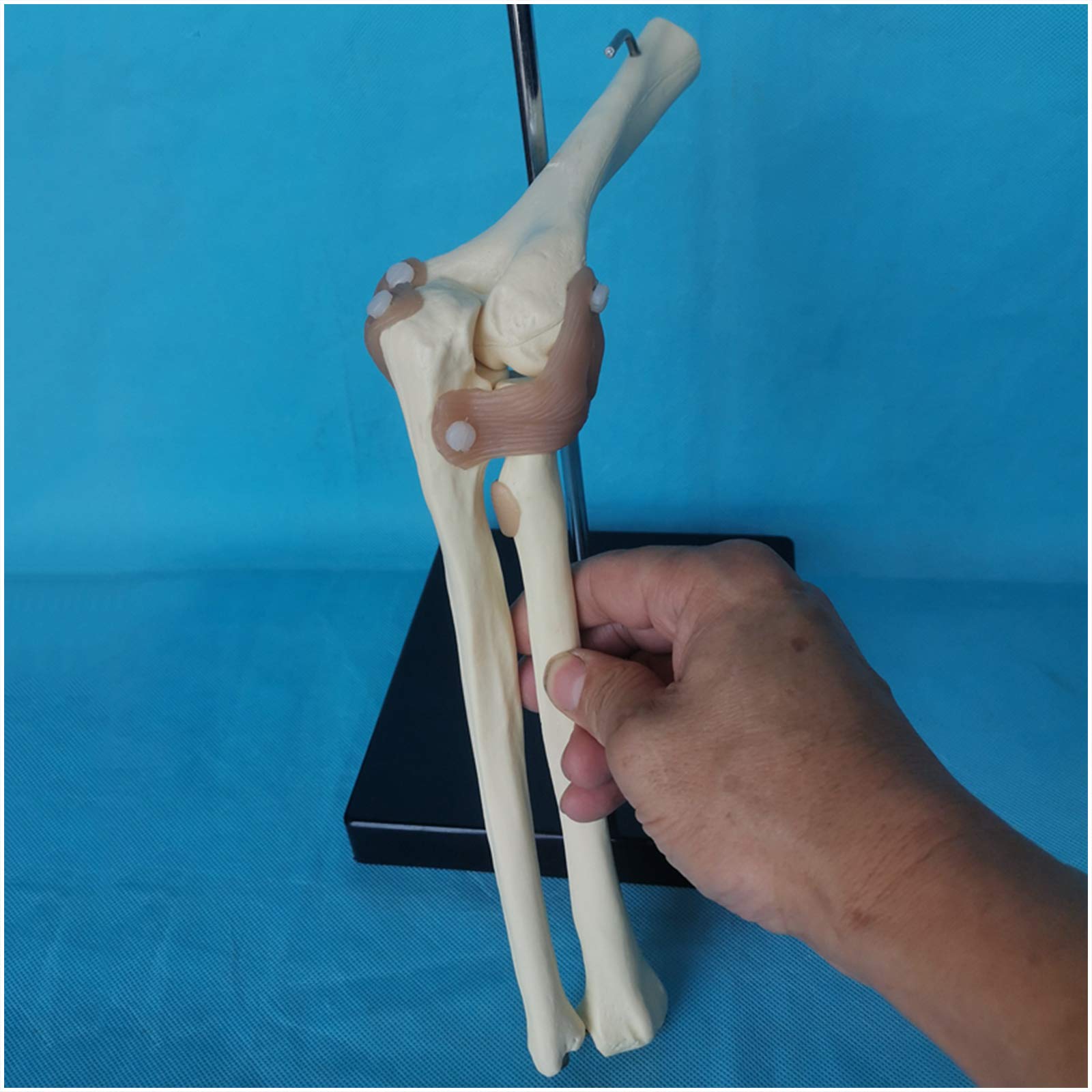 Sjdopulse A Elbow Joint Model - Educational Model Human Joint Model - Natomy Model Dult Elbow Joint Model - Medical Teaching Model To Explain Radius, Uln, Humerus (A)
