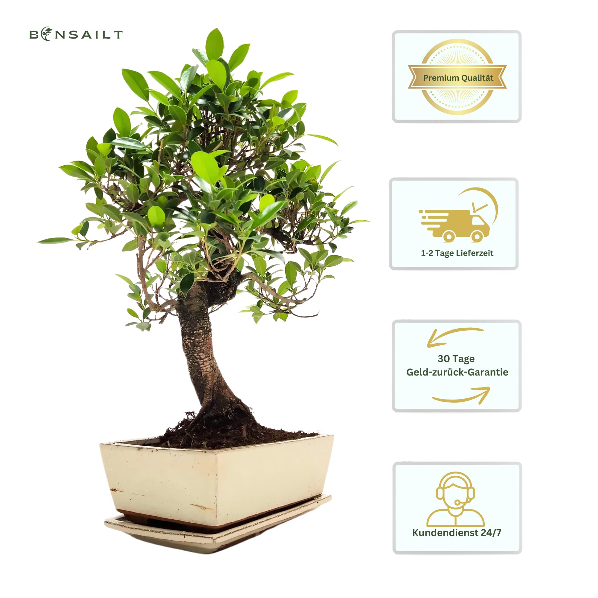 Bonsaï Ficus en pot céramique 45-50 cm plante intérieur cadeau