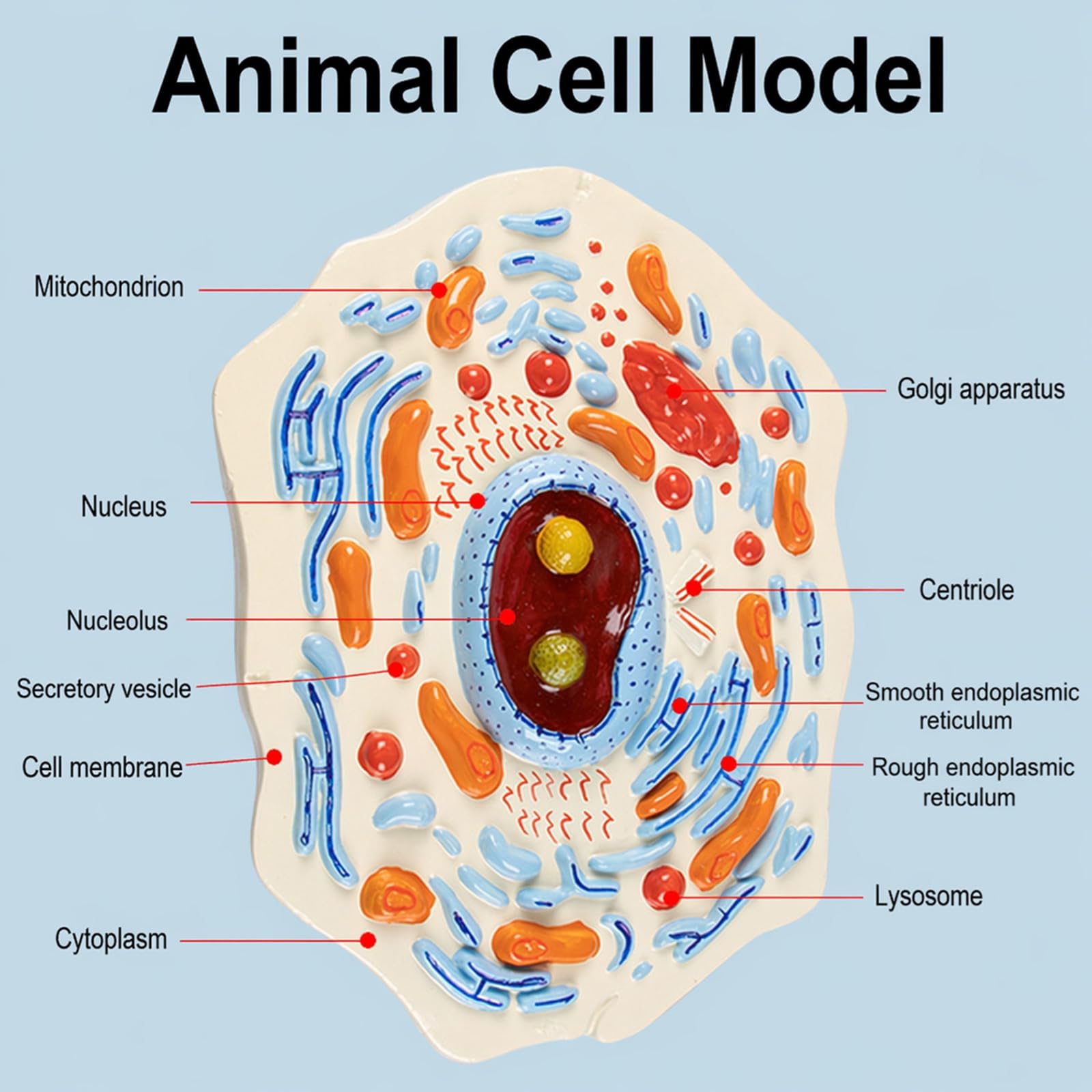 Zellmodell für praktisches Lernen im Biologieunterricht und Laborexperimenten
