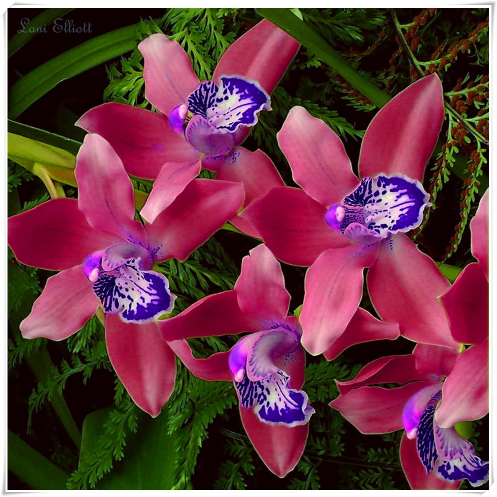 Perennial, Cymbidium Orchid Bulbs, Hardy, Professional for Beautiful Garden Displays-15 Bulbs-H โ image 1