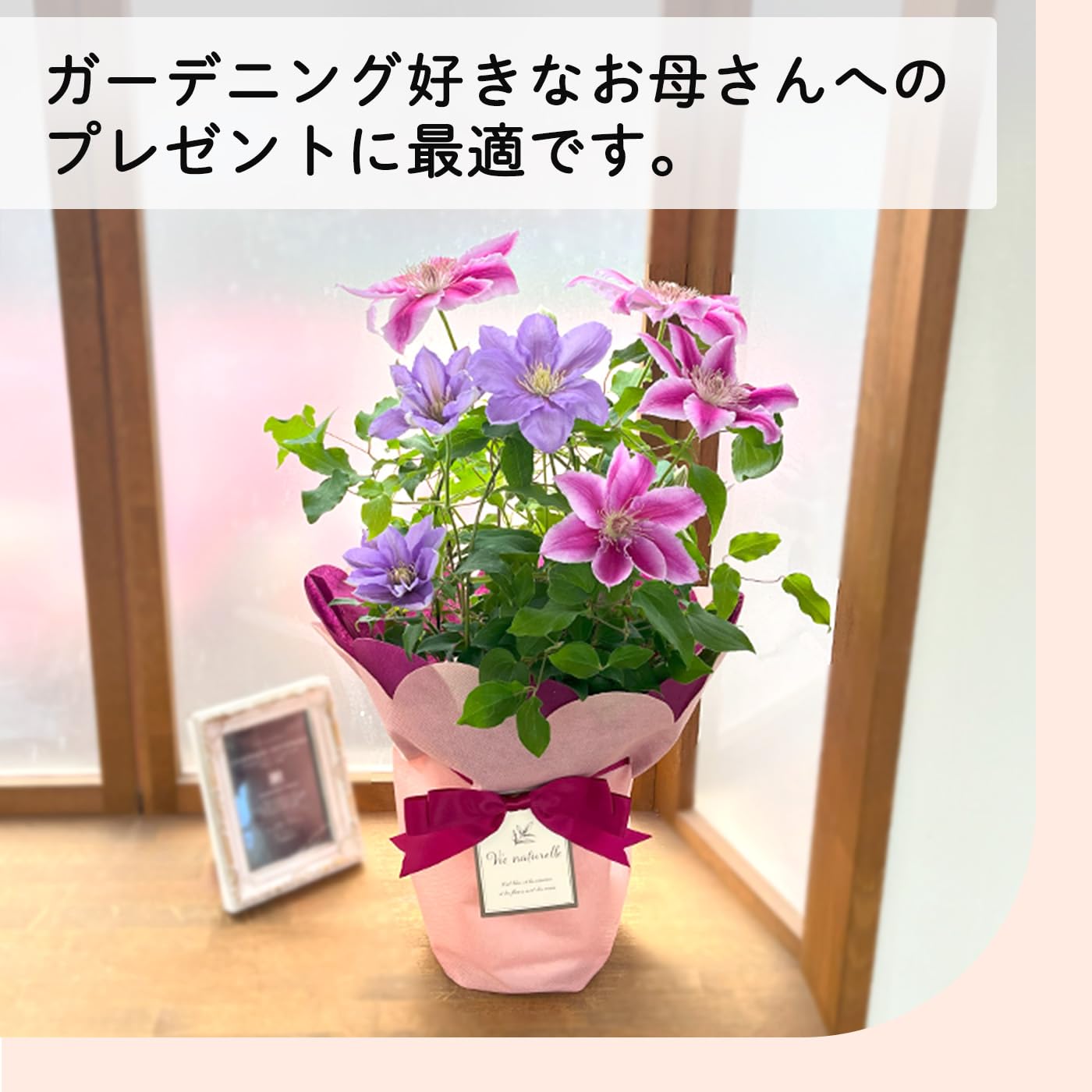 Amazon.co.jp: 母の日 プレゼント クレマチス 2色植え ドクター