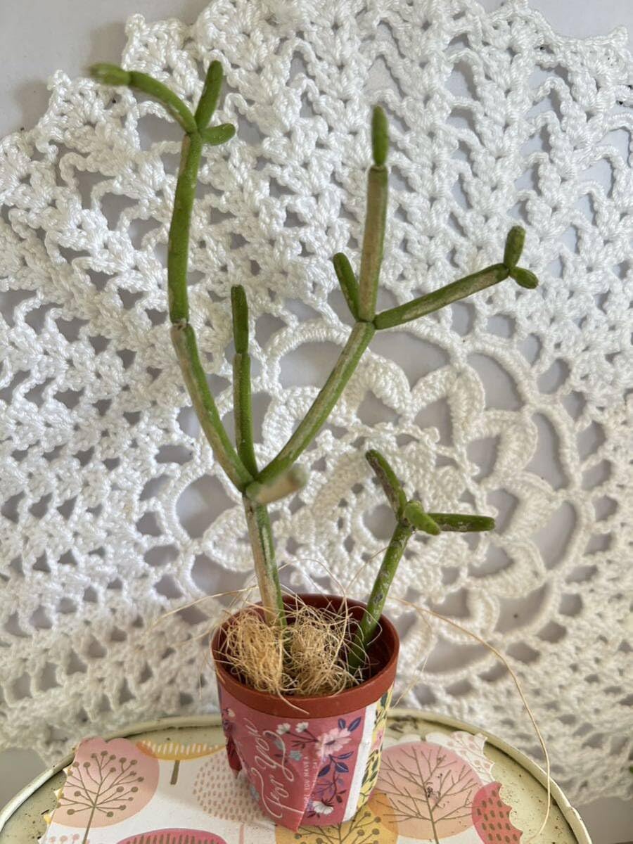 Amazon.co.jp: 多肉植物*オシャレなミルクブッシュ 2カット