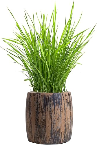 Miniatura 8 de Kit completo de semillas de hierba orgánica para gatos, semillas orgánicas para 3 cultivos, 2 discos de tierra, maceta de madera con agujero redondo