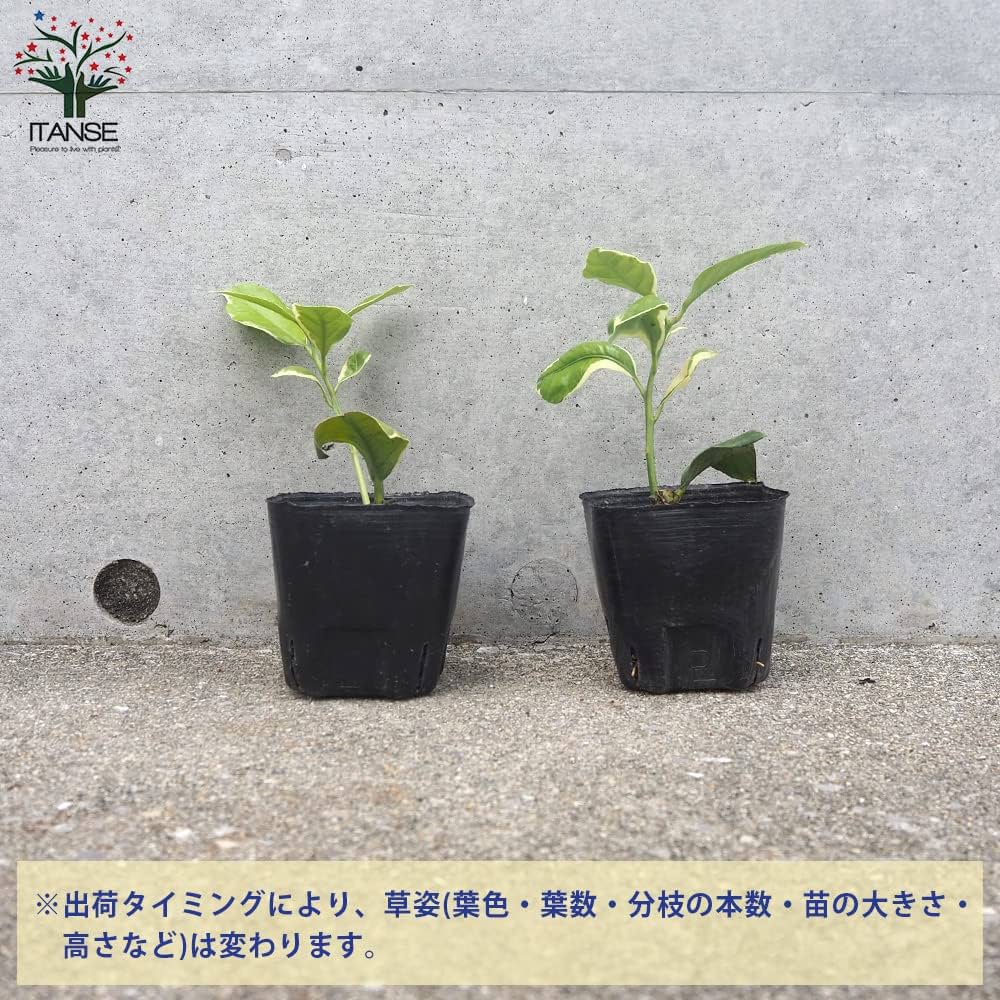 Amazon.co.jp: ITANSE レモン ピンクレモネード (果肉はきれいな