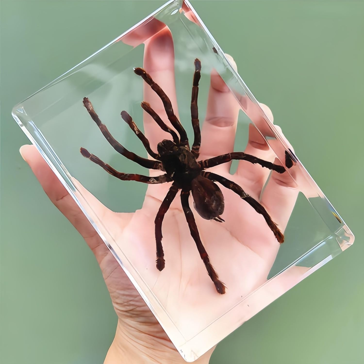 Real Tarantula Spider Specimens in Resin Paperweight Crafts, Spider Animal Taxidermy Collection for Biology Science Education & Desk Ornament (Extra Large Size: 5.5" x 3.7" x 1.3")
