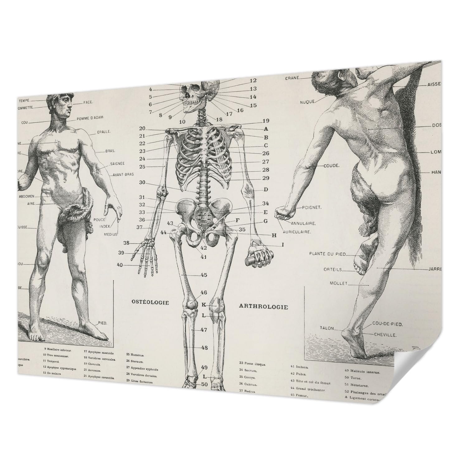 Papier peint autocollant 208x146 cm panoramique avec motif anatomie classique pour salon