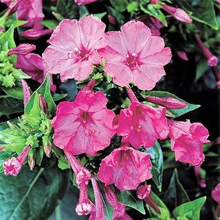 Four Pink Trumpet Flower Seeds
