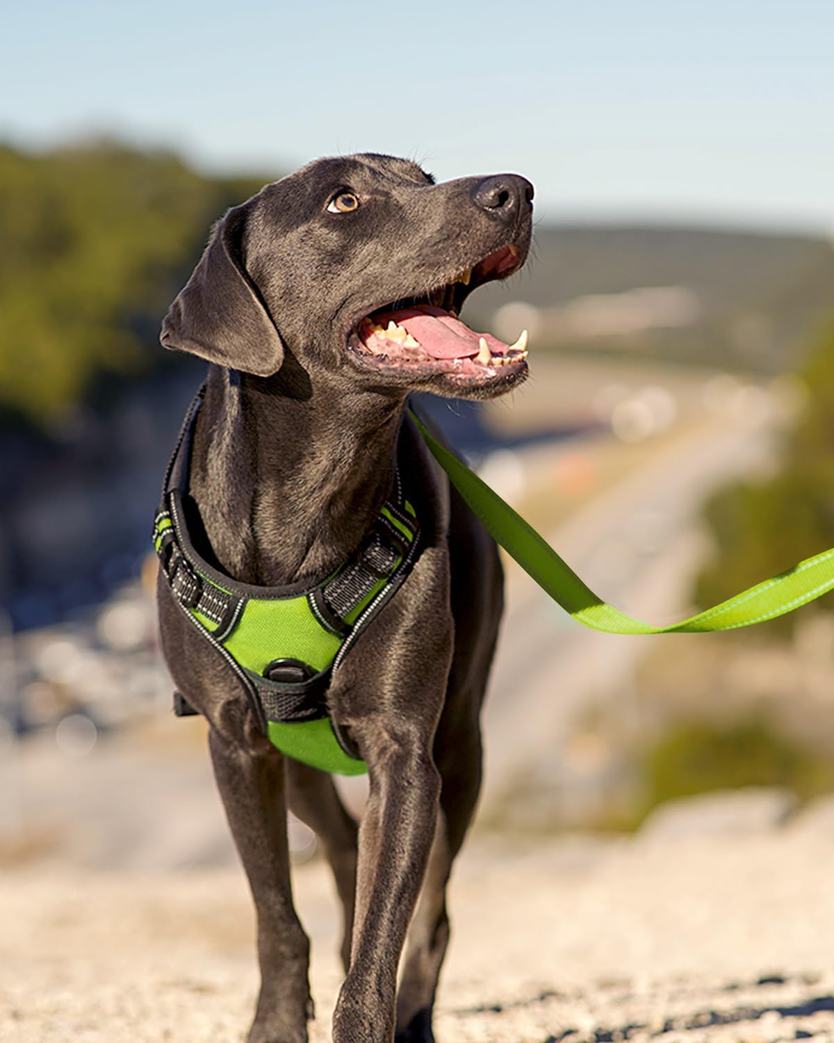 Joytale Dog Harness (Chest: 19.5-40"), Dog Collar and 6FT x 1" Wide Dog Leash Set, Reflective Padded Nylon Collar and Leash, Adjustable Soft Harness with Handle for Dogs