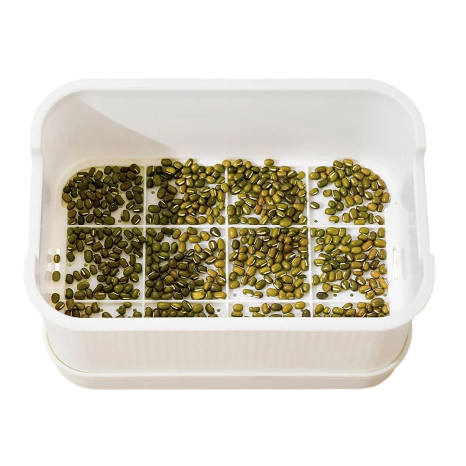Plateau de germination de graines pour culture de pois et herbe de blé