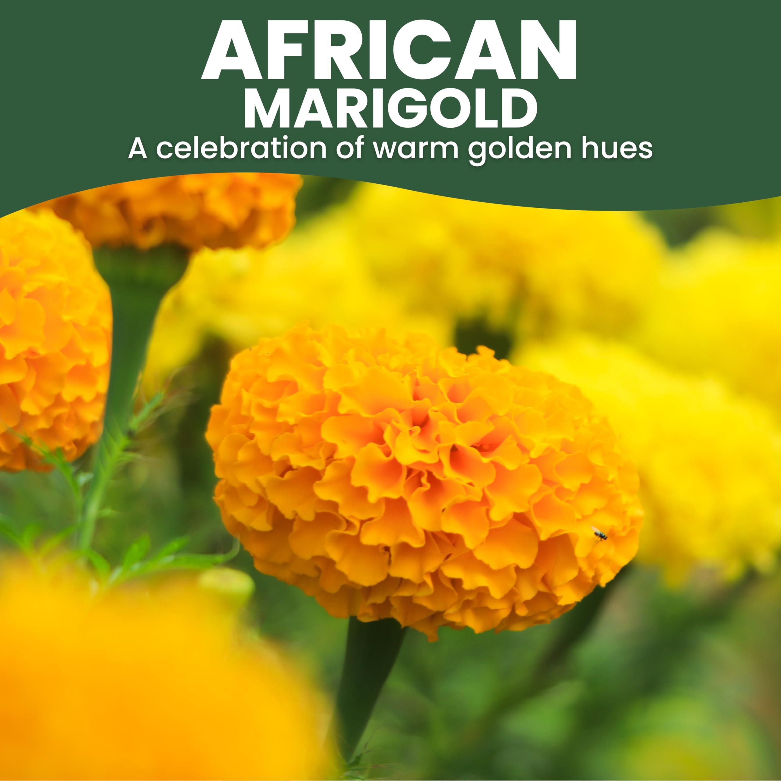 Flower Marigold African Crackerjack Mix 500 Non-GMO, Heirloom Seeds Flower Marigold African Crackerjack Mix 500 Non-GMO, Heirloom Seeds