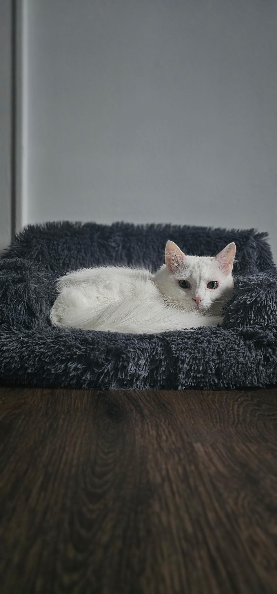 INABA Churu Cat Treats, Grain-Free, Lickable, Squeezable Creamy Purée Cat Treat/Topper with Vitamin E & Taurine, 0.5 Ounces Each Tube, 50 Tubes, Tuna & Chicken Variety photo review