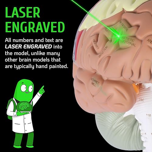 Miniatura 6 de Geekidoc - Modelo de cerebro humano número con estuche de transporte modelo de anatomía de tamaño real 2 veces