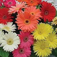 Vista 85 de Outsidepride Bicolor Mix Gerbera Seeds - 10 Pcs Perennial, Compact & Low Maintenance, Flower Seeds for Planting w/Vibrant Mixed Blooms, Ideal for