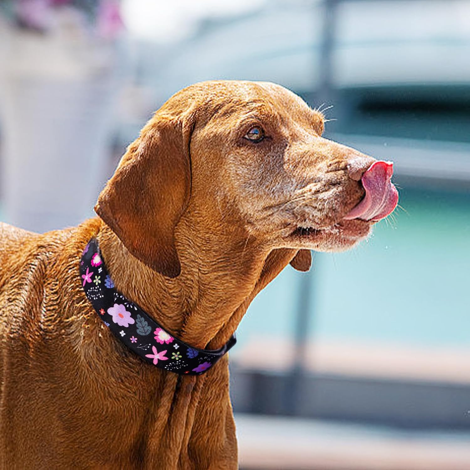 QQPETS Adjustable Soft Dog Collar: Print Flower Pink Multicolor Cute Patterns for XS Small Medium Large Pet Girl Boy Puppy Walking Running Training image 2