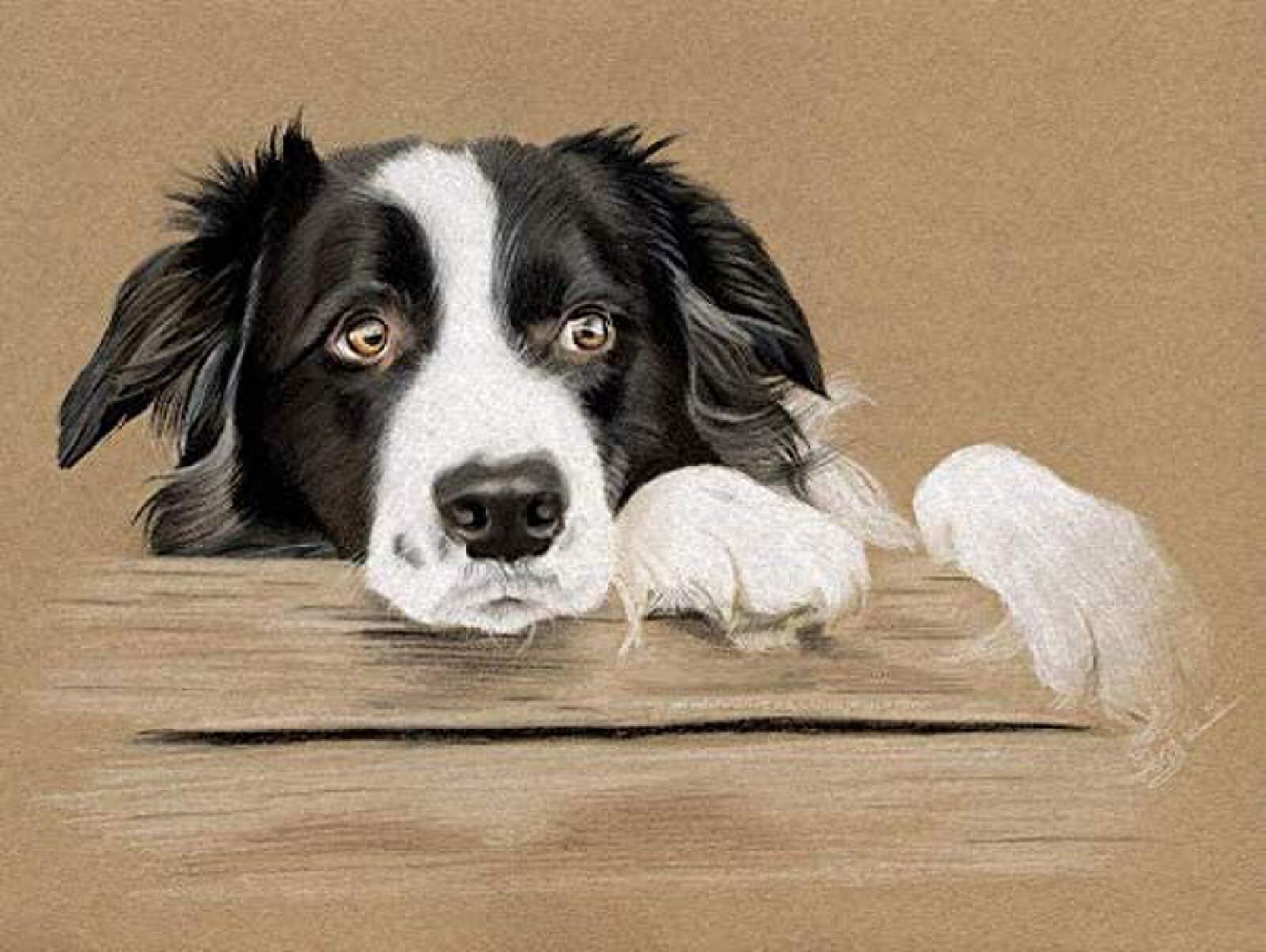 CHEUALY DIY Digital Oil Painting By Numbers Kit Border Collie Dog Paint By Numbers For Adults Children Canvas Birthday Wedding Gift Decorations 40x50cm
