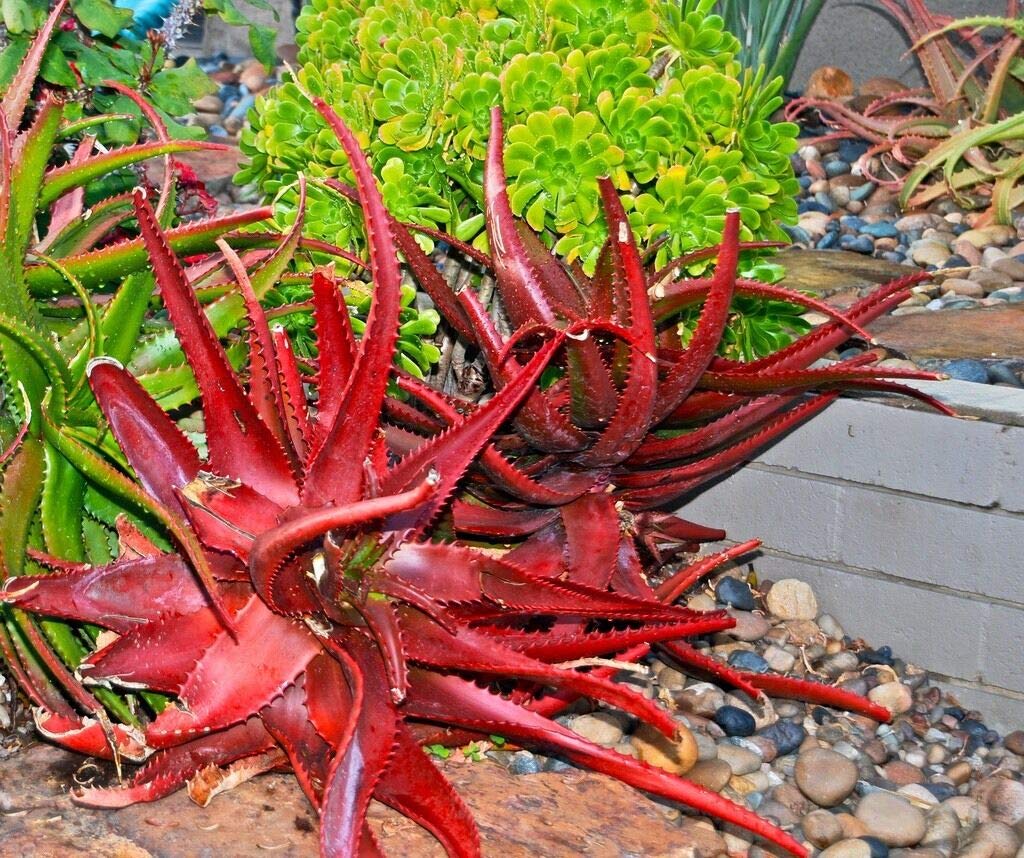 Exotic Seeds - Red Aloe Aloe cameronii 50+ Seeds, Hybrid Seeds Grow In All Seasons (B0C5RZSRK2) Amazon Price History, Amazon Price Tracker