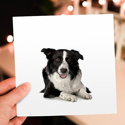 Miniatura 7 de 3dRose Border Collie - Tarjetas de felicitación, 6 x 6 pulgadas, juego de 12 (gc_21077_2)