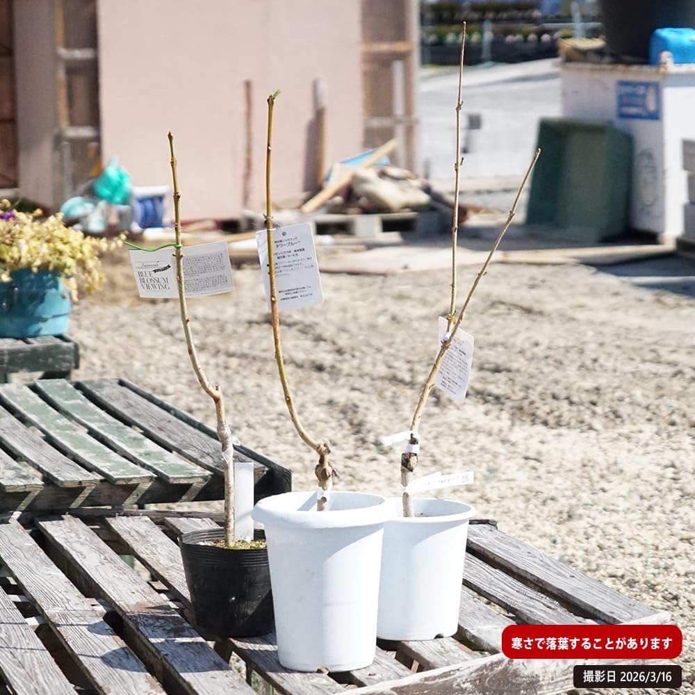 Amazon.co.jp: 矮性ジャカランダ 【ブルーブロッサムビューイング