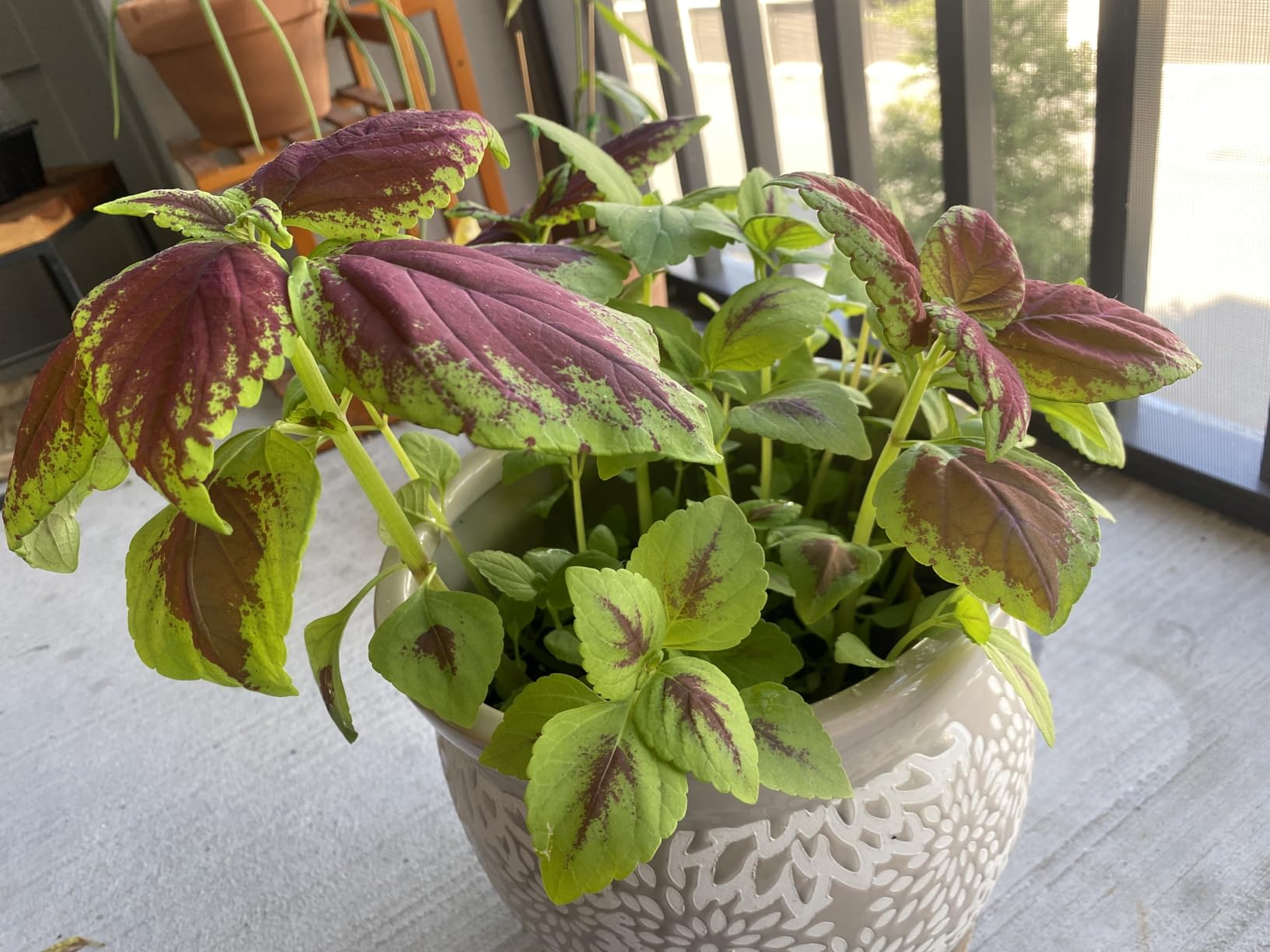 Beautiful leaf colors and design.