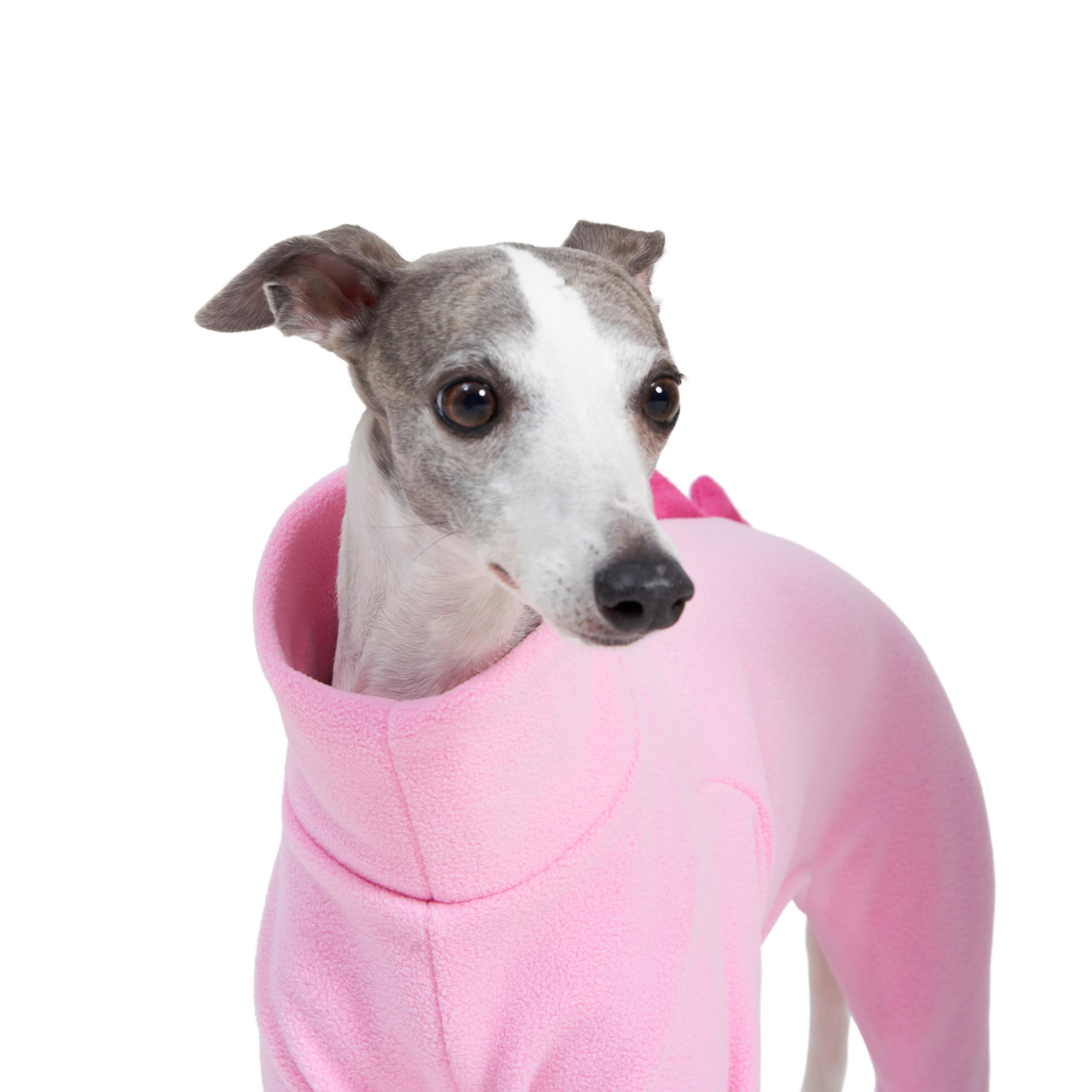 Whippet Halloween Costumes Greyhound Halloween Costumes Greyhound