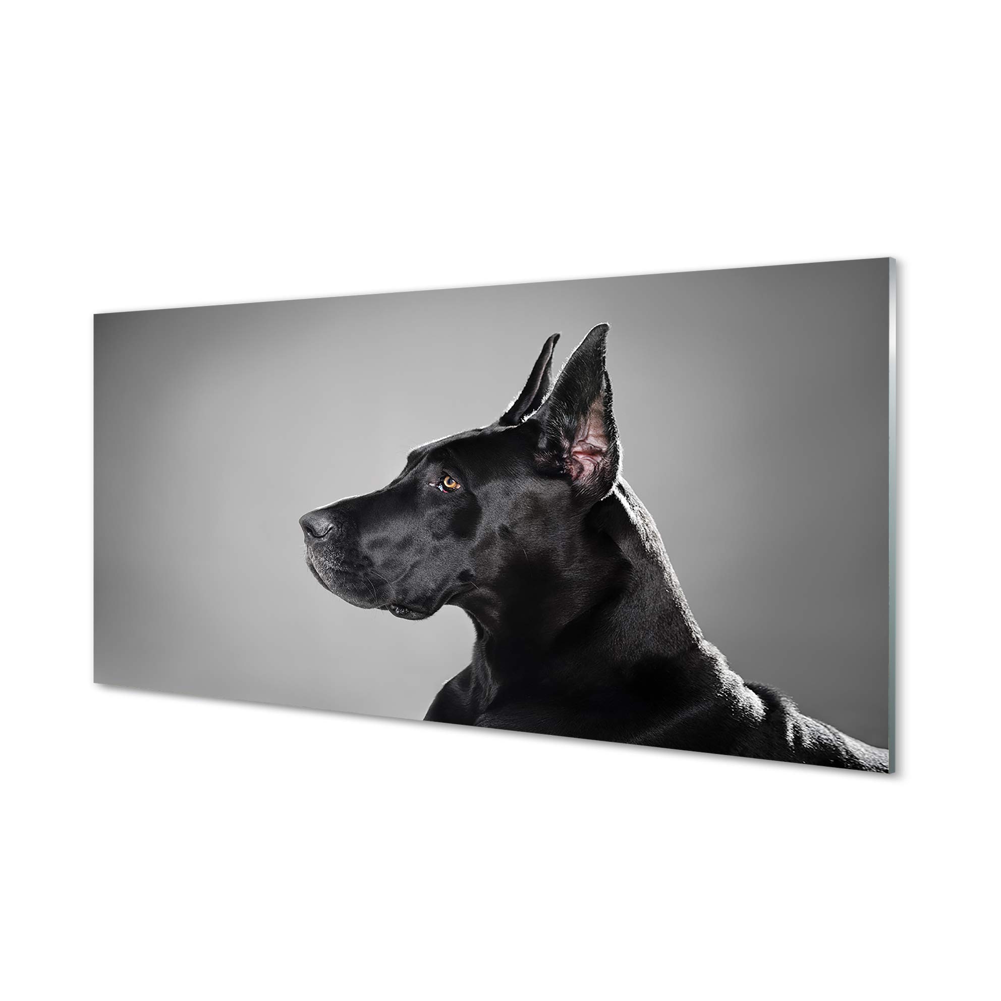 Impression sur verre acrylique Tulup pour habiller un mur vide avec un tableau de chien noir