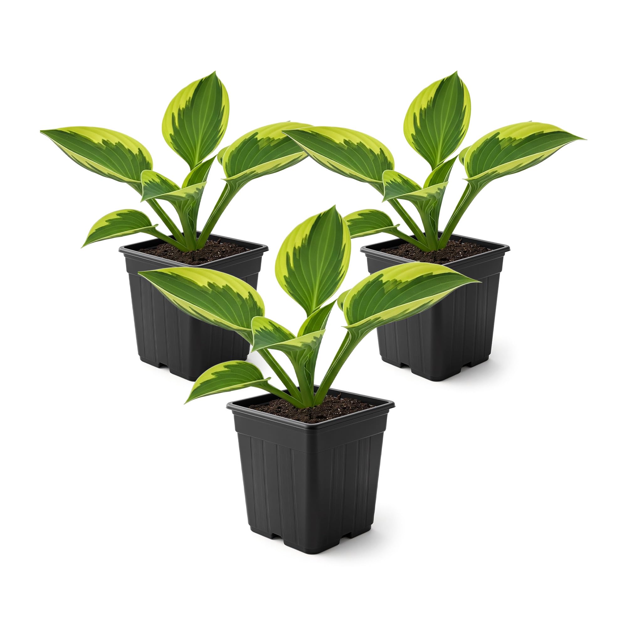 Yellow Polka Dot Bikini Hosta 3 plants