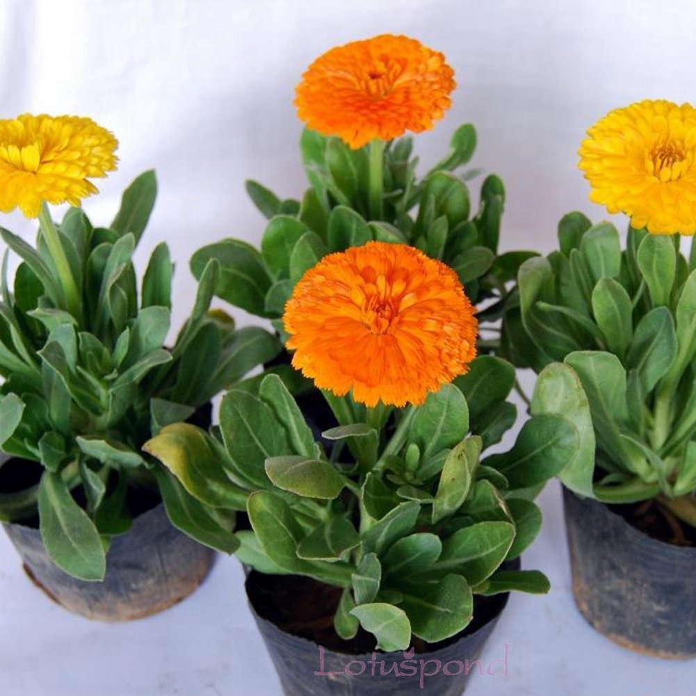 Creative Farmer Flower Seeds : Garden Marigold Mixed Seeds Best Flower Seeds Garden [Home Garden Seeds Eco Pack] Plant Seeds (B078RHQBBH) Amazon Price History, Amazon Price Tracker
