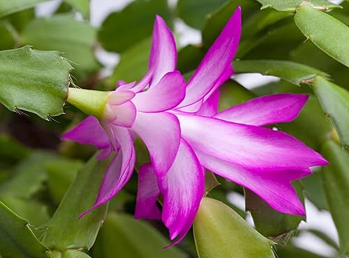 Miniatura 7 de Planta viva de cactus de Navidad magenta de 4 pulgadas. (4 en Magenta)