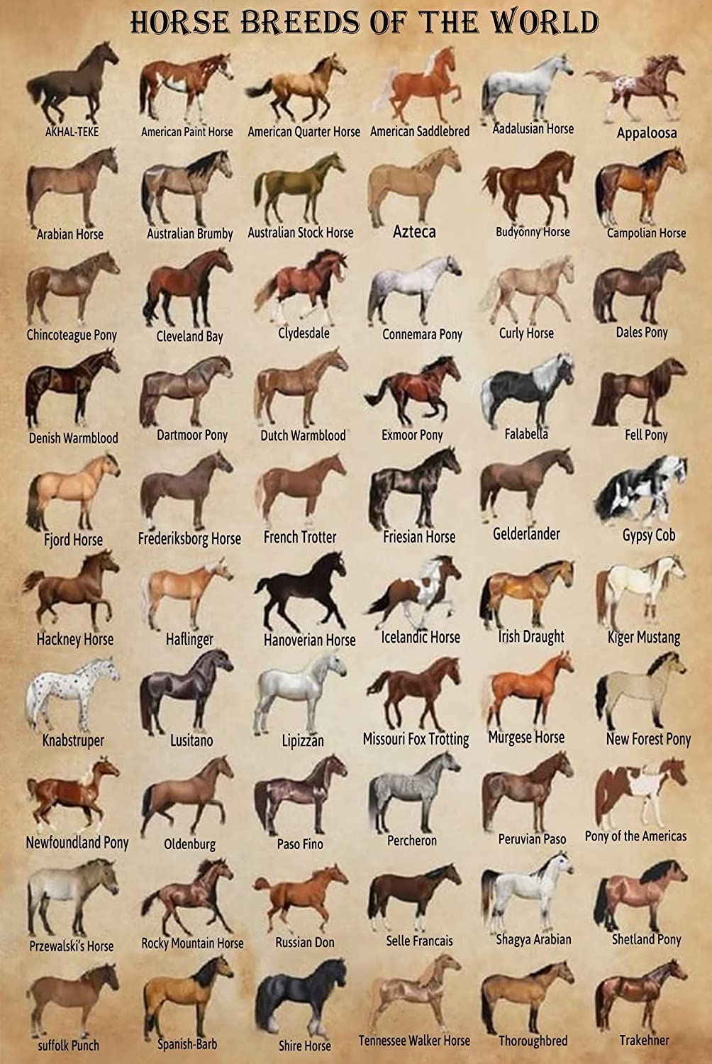 HYBLOM Targa In Metallo Vintage Con Anatomia Del Cinghiale – Poster Educativo Rustico 30,5x40,6 Cm – Decorazione Da Parete Per Cacciatori, Fattoria, Bar E Garage
