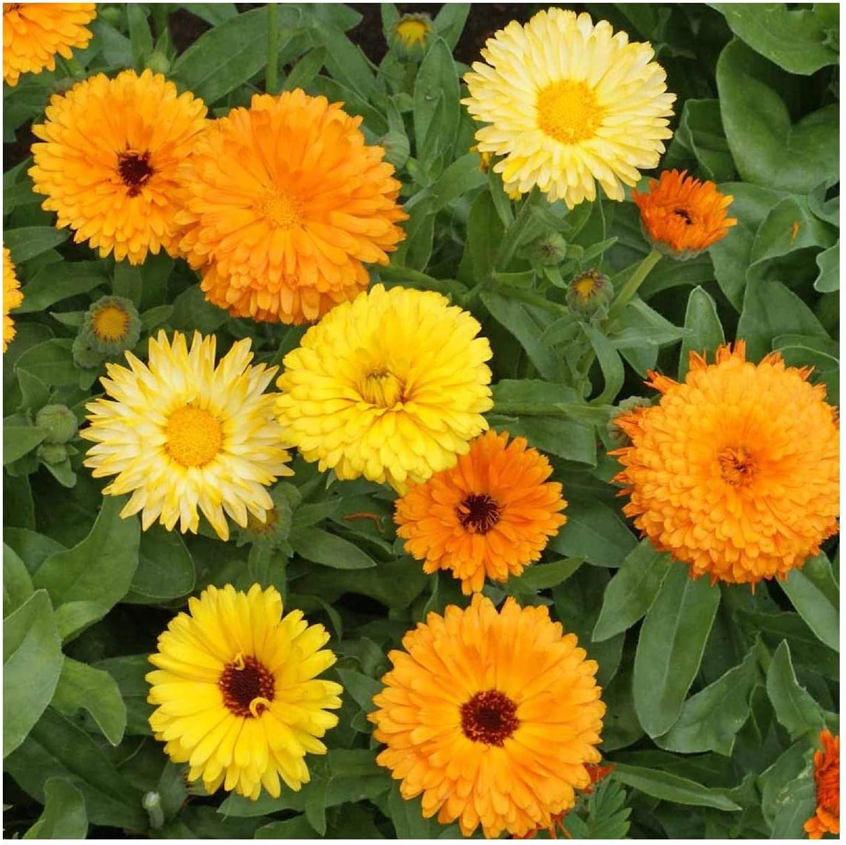 Everwilde Farms - 1 Lb Fiesta Gitana Calendula Wildflower Seeds - Gold Vault