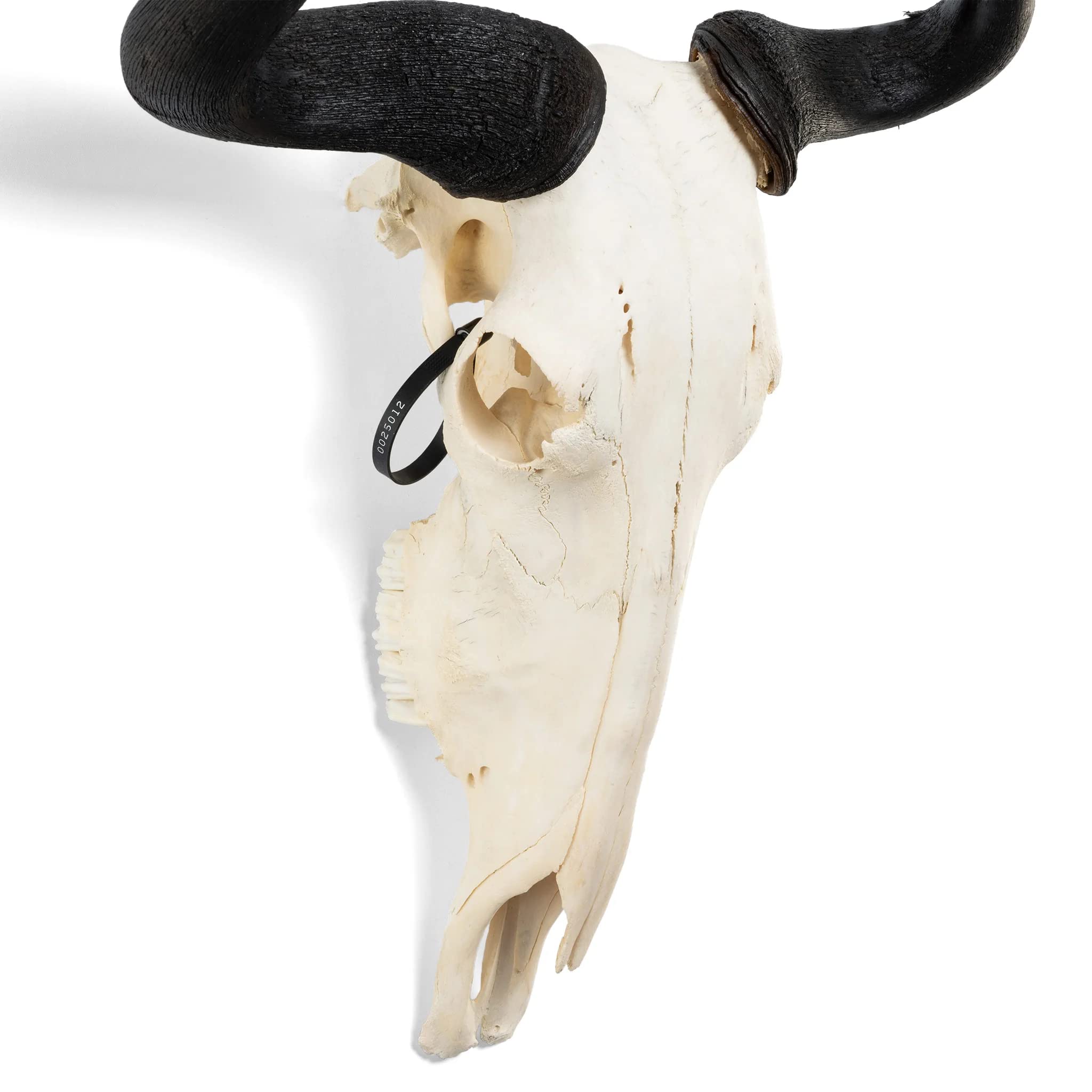 Blue Wildebeest Skull (Natural Bone Quality A)