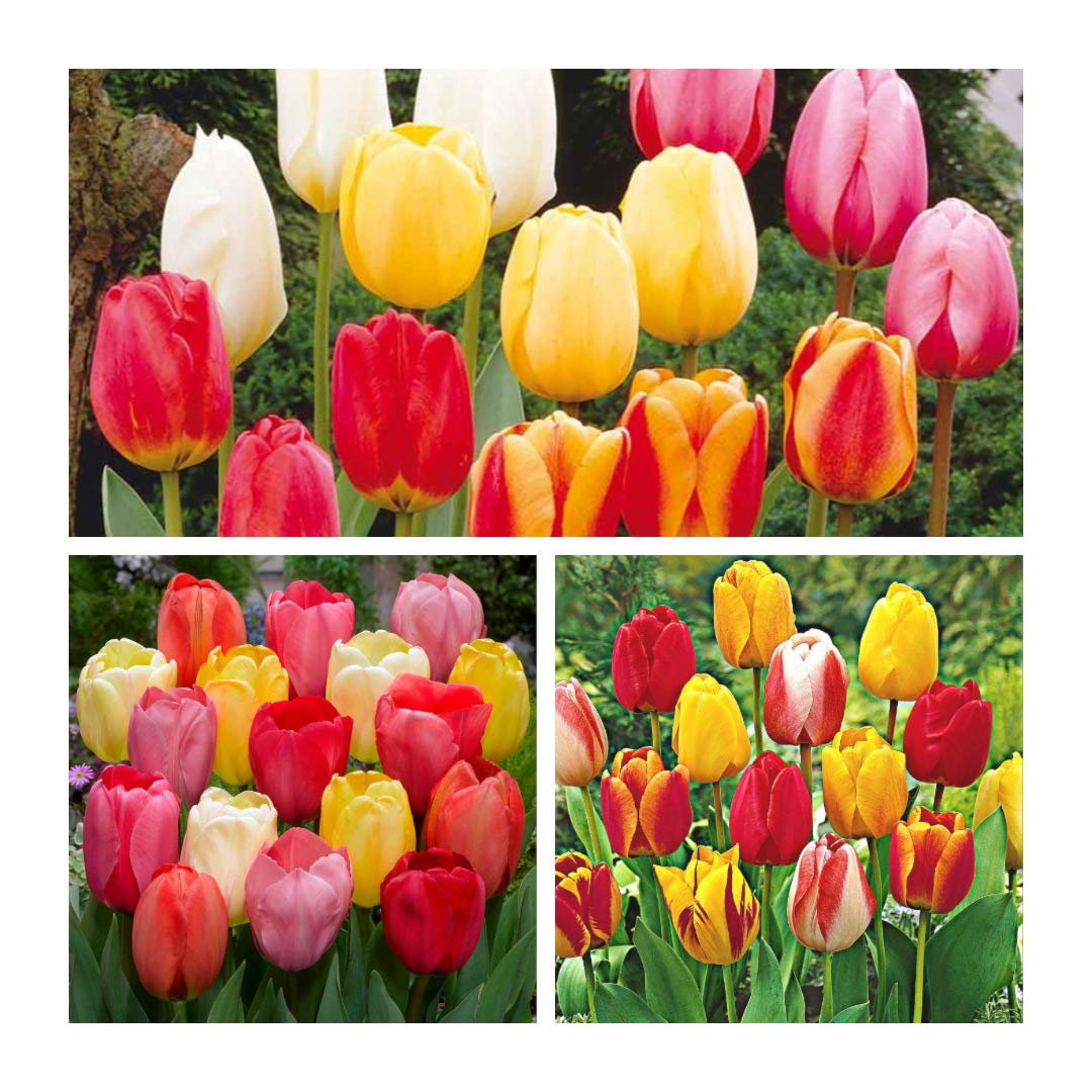 Darwin Hybrid Tulip Mixed x 30 Flower Bulbs Delightful Spring Flowers. Easy to Grow Size 10/11
