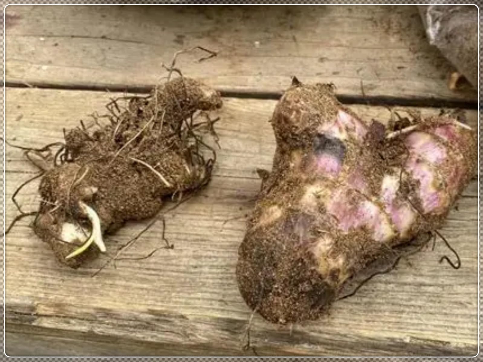 Lirios Canna de colores vibrantes a granel, fáciles de cuidar, cultivados profesionalmente, ideales para embellecer su jardín-5 root-C