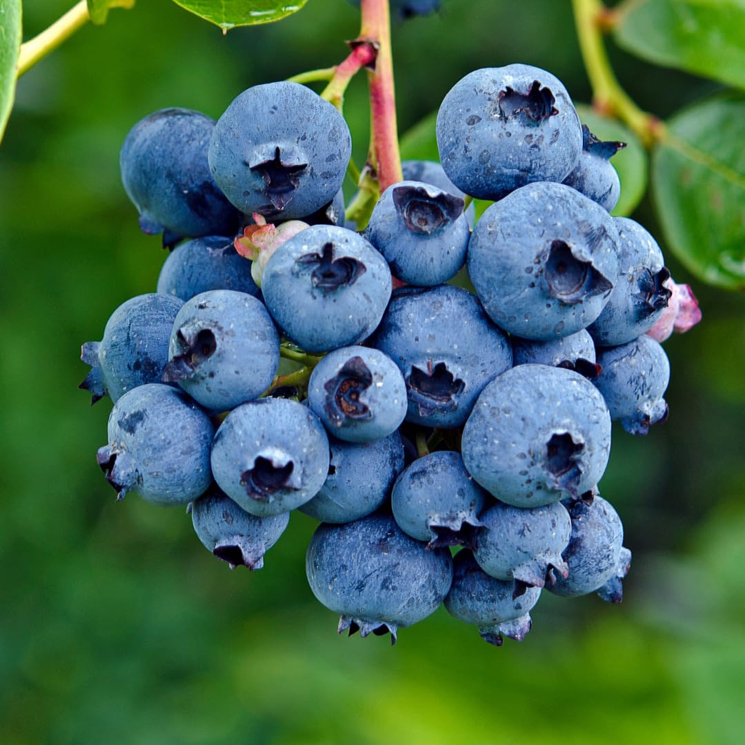 See full amazon price history chart for M-Tech Gardens Rare Blueberry Fruit Plant (Vaccinium corymbosum, Hybrid) Exotic 1 Live Fruit Plant M-Tech Gardens Rare Blueberry Fruit Plant (Vaccinium corymbosum, Hybrid) Exotic 1 Live Fruit Plant (B07HL7MYSB) Amazon Price History, Amazon Price Tracker