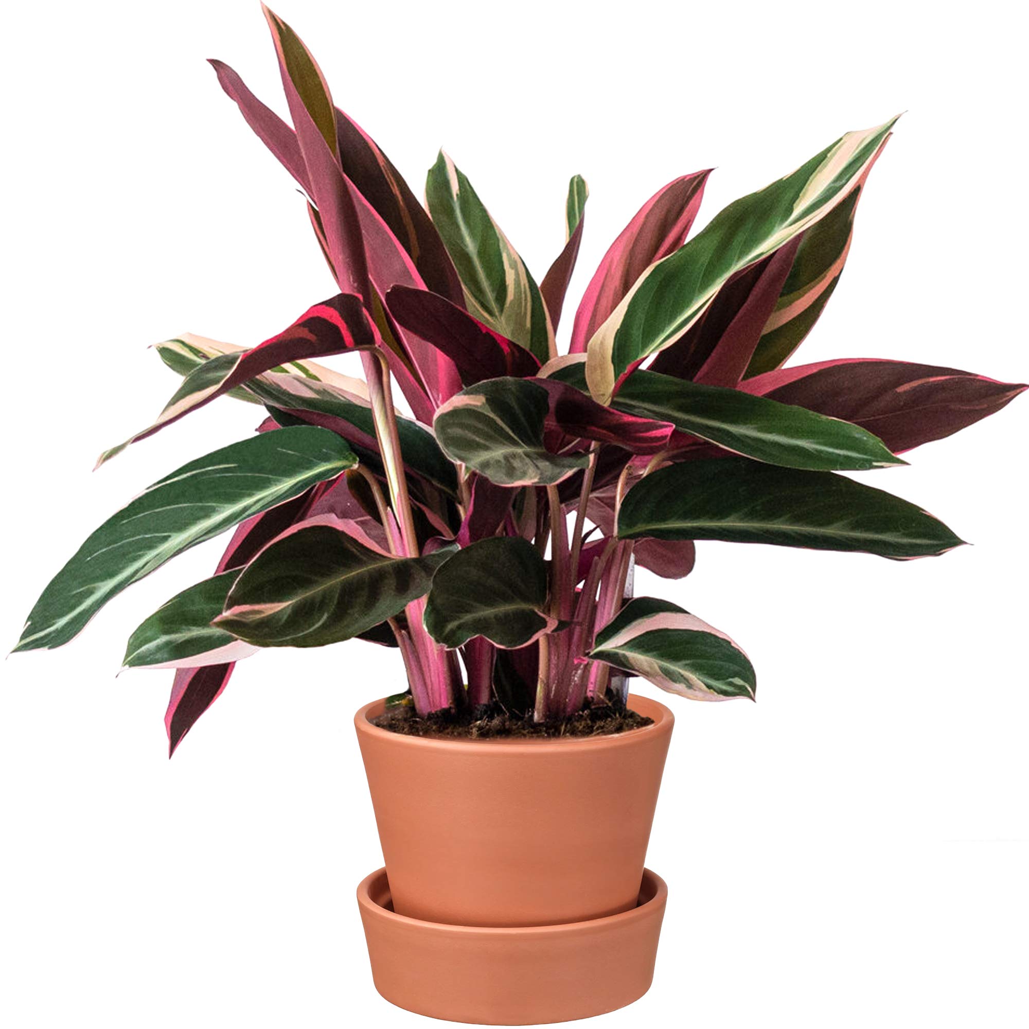 Calathea Triostar original à offrir, plante d'intérieur cadeau d'exception