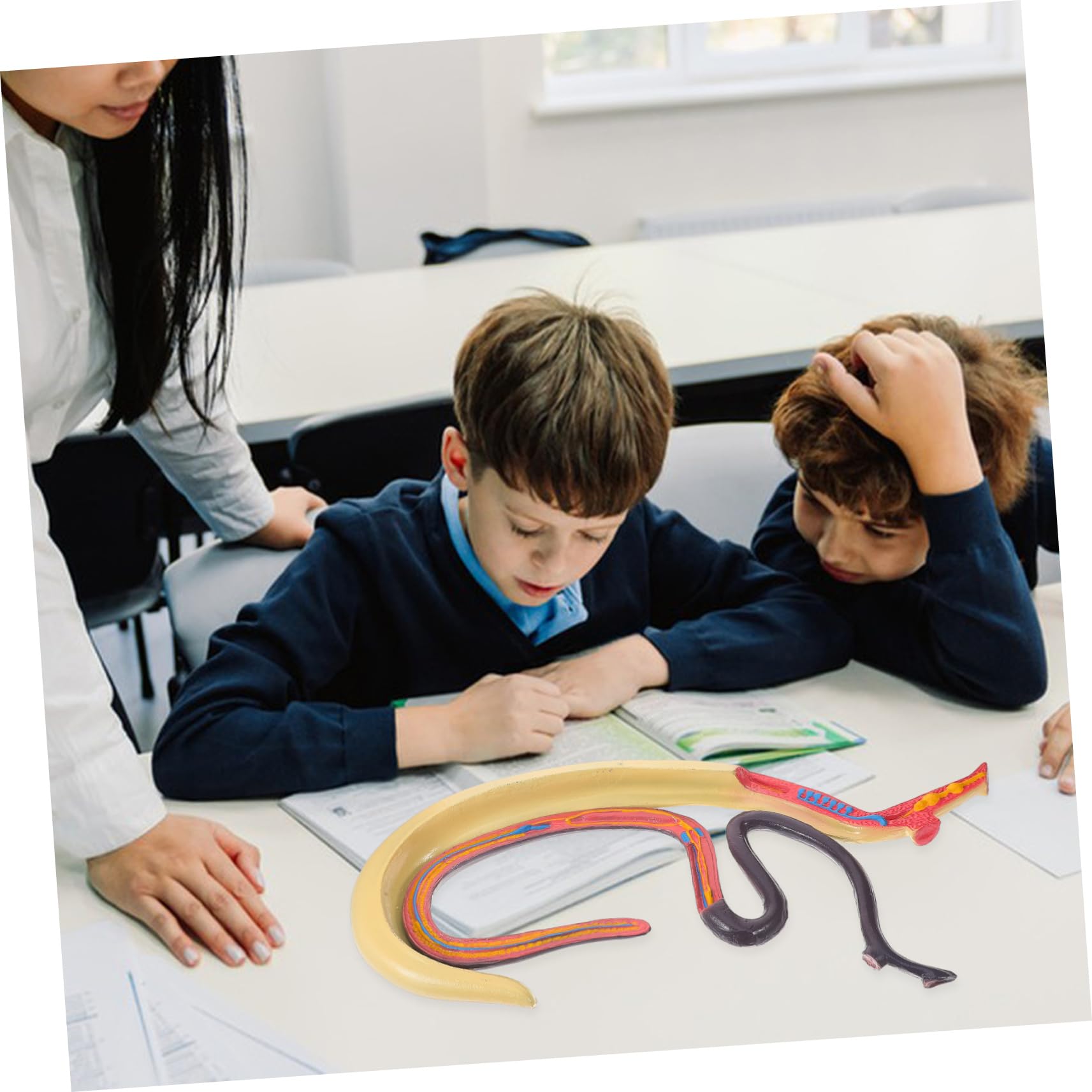Amosfun Modello Anatomico Schistosoma Modello Anatomico Per Studio Materiale Scientifico Per Insegnamento e Ricerca