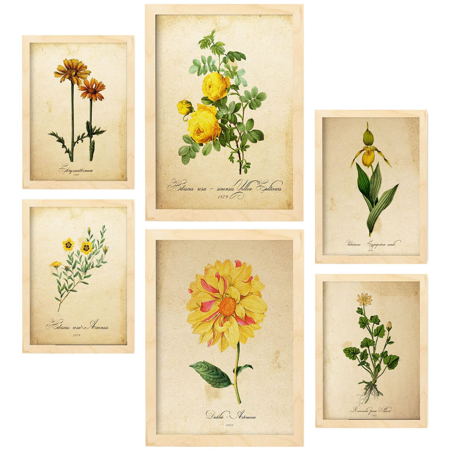 Nacnic Yellow Flowers Posters. Full Colour Nature and Botany Prints with Floral Themes in Vintage Paper Style. Aesthetic Illustrations for Interior Design and Decoration. A4 & A3 Lightwood Frames.